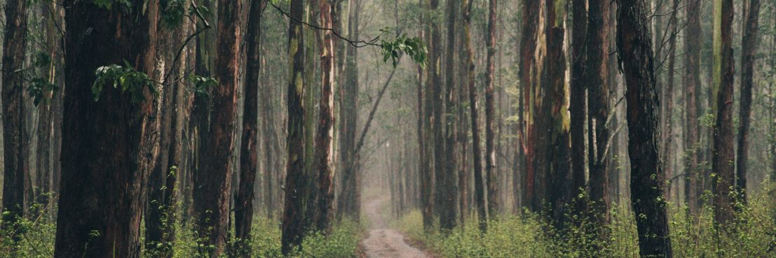 Foot path in woods in Ellon Aberdeenshire